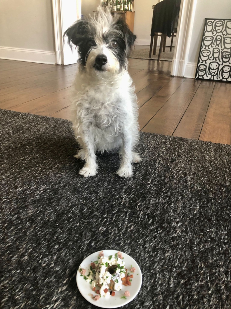 Ernährungsberatung für ältere Hunde Ernährungsberatung für ältere Hunde