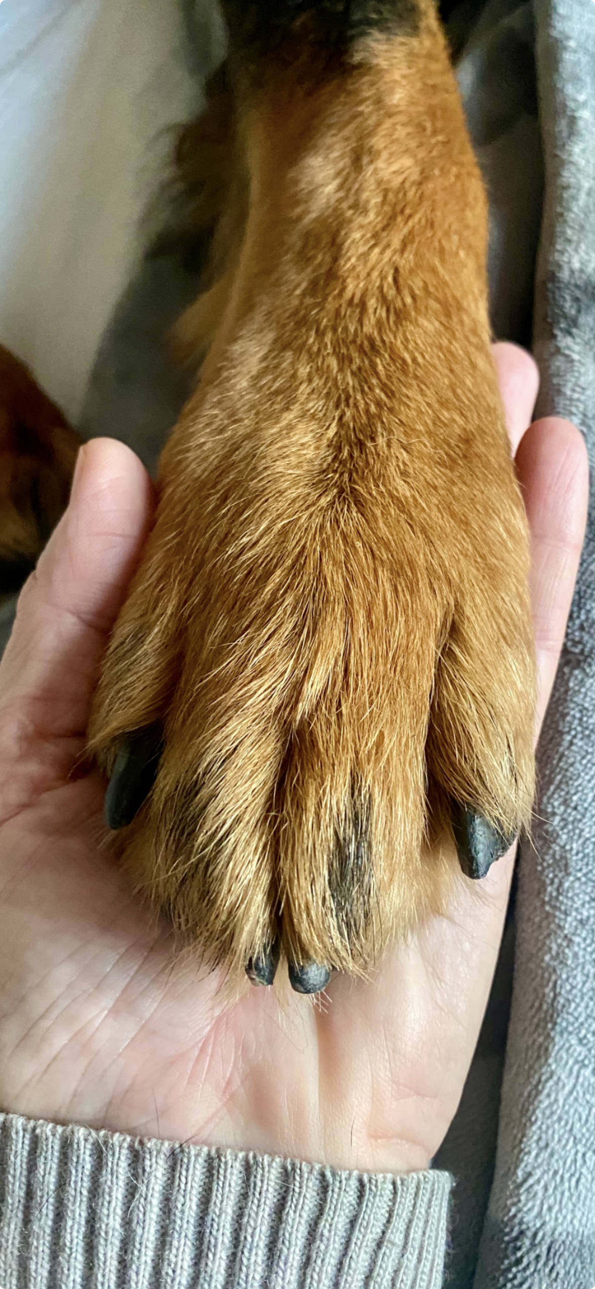 Ernährungsberatung für ältere Hunde